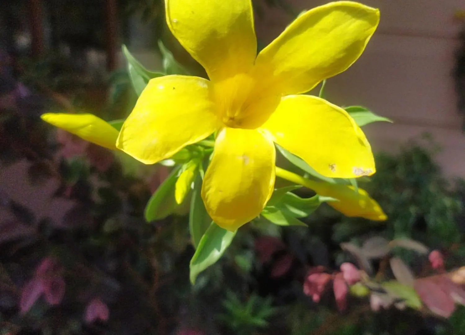 Mayoorvihar Home Stay Sulthaan Bathery Wayanad Kerala Sultan Bathery 0*,